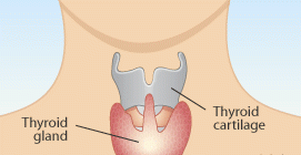 Hypothyroidism - Underactive Thyroid